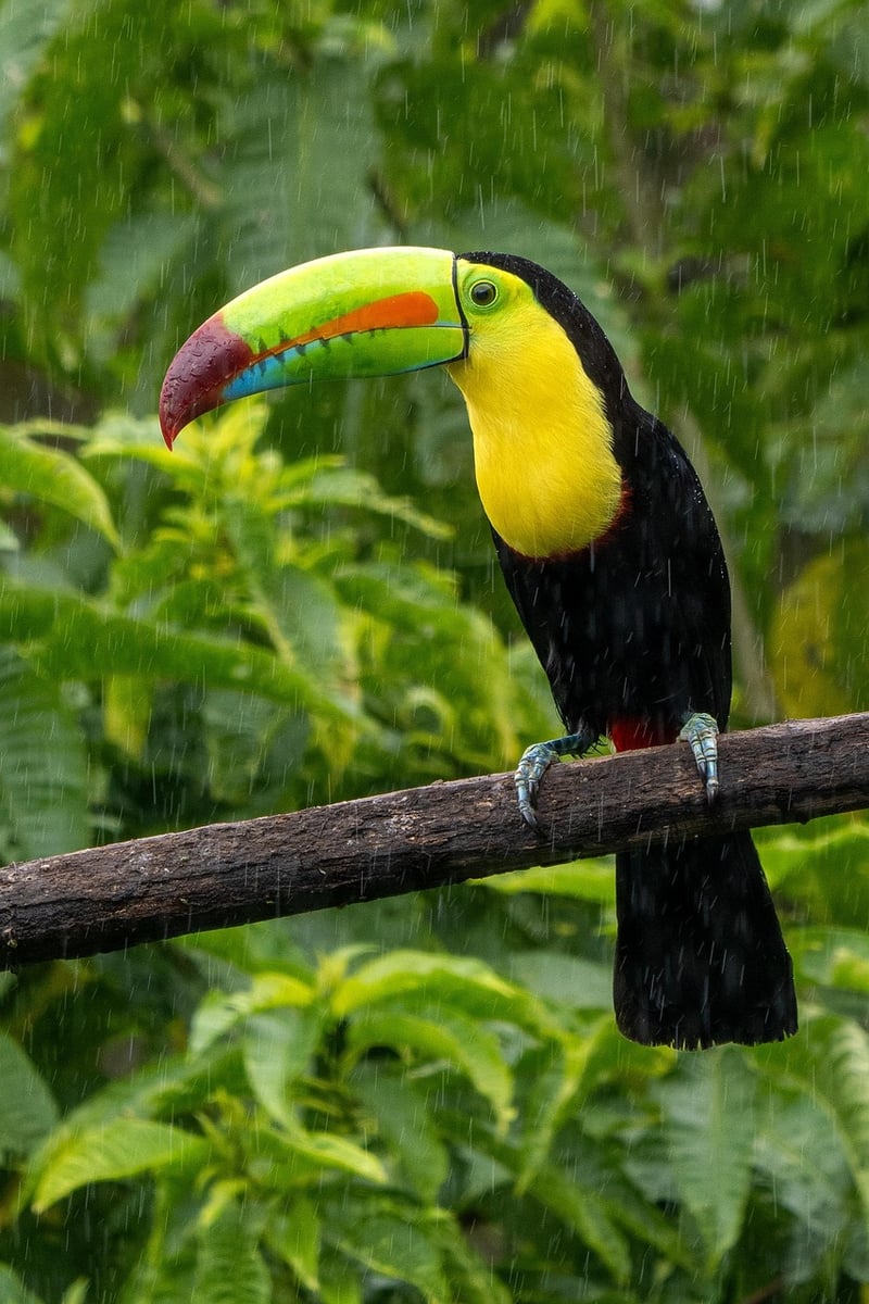 Costa Rica Rainforest
